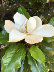 photo of a magnolia flower